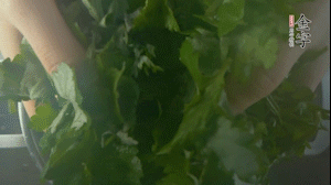 【面皮】1.鍋中水開時，放挑揀好的艾草和一撮小蘇打，第一遍煮開后倒掉，重新加水大火煮開后，小火煮1小時。煮爛的艾草用紗布瀝干。